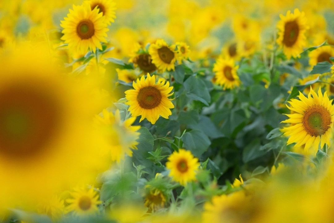 image comparison before