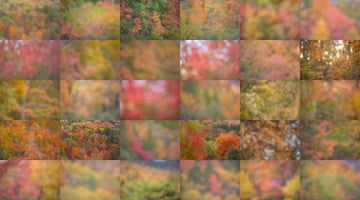 Out-of-focus autumn leaves texture designed to be brushed on for subtle background blur.