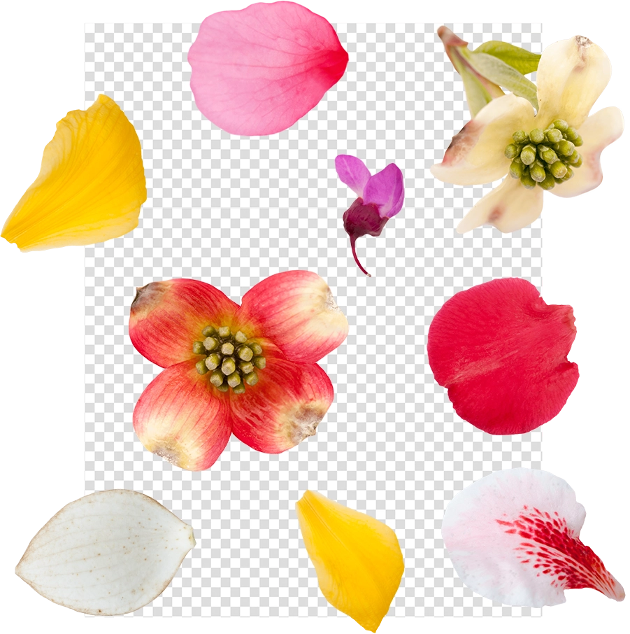 Flower Petal Overlays for Photo Editing