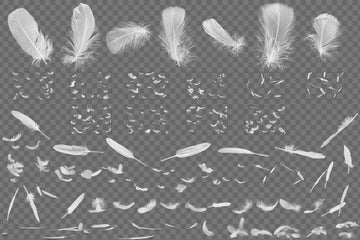 Feather Overlays for Photo Editing