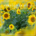 Layered digital background of a vibrant sunflower field with bright yellow petals and lush green leaves, ideal for summer photo composites.