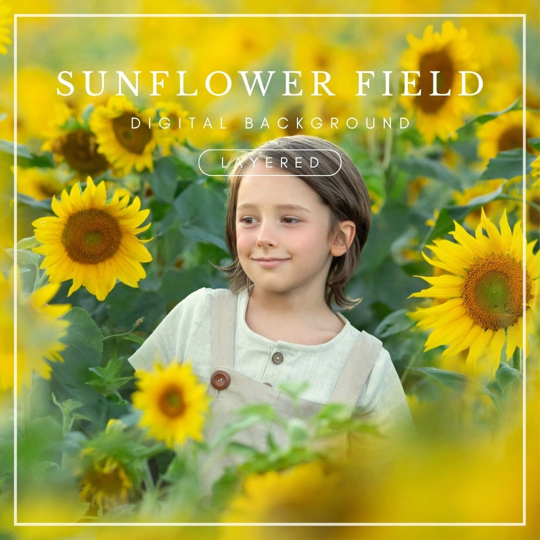 Layered digital background of a vibrant sunflower field with bright yellow petals and lush green leaves, ideal for summer photo composites.