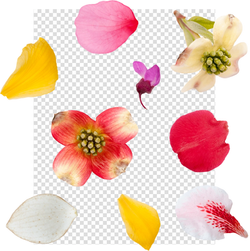 Flower Petal Overlays for Photo Editing