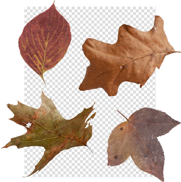 Leaves and Branch Overlays for Photographers