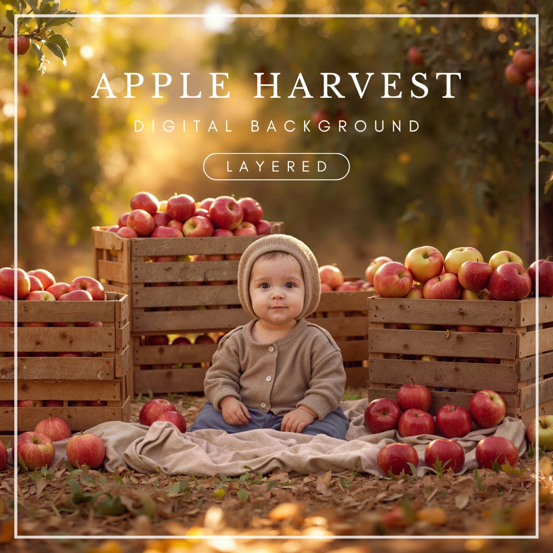 Fall apple orchard digital background with rustic wooden crates, red apples, golden sunlight, and autumn foliage, ideal for children’s portraits, family photography, and seasonal composites.