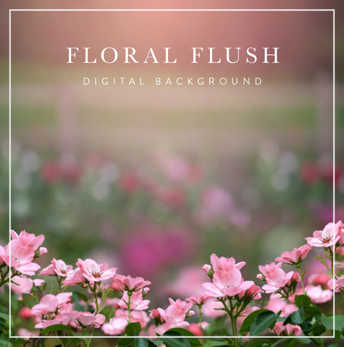 pink flower garden digital background for photographers