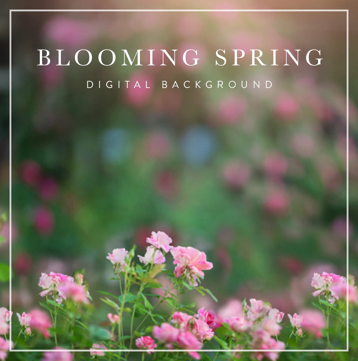 Pink Blooming Spring - Digital Background (Layered)